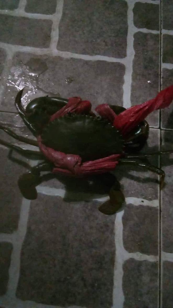 Bầu bí không đi xa được nên nhờ ship hàng đến nhà, bà bầu khóc thét khi 1kg cua biển mất tới 5 lạng dây buộc ngâm nước