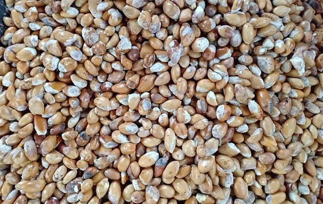 Lâm Đồng thông tin chính thức về cơn sốt hạt sầu riêng