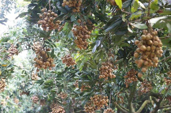 Người dân Hưng Yên vào mùa thu hoạch nhãn