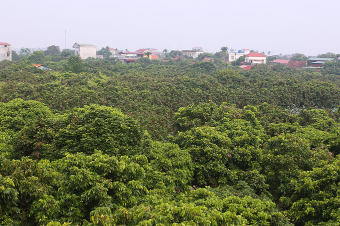 Người dân Hưng Yên vào mùa thu hoạch nhãn