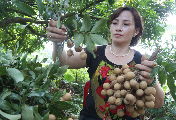 Người dân Hưng Yên vào mùa thu hoạch nhãn