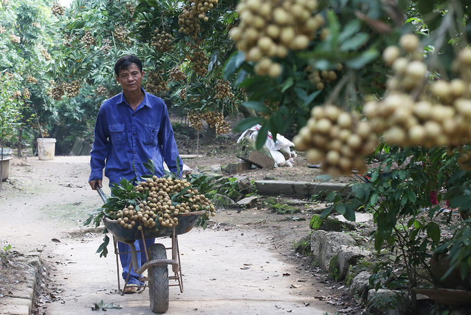 Người dân Hưng Yên vào mùa thu hoạch nhãn