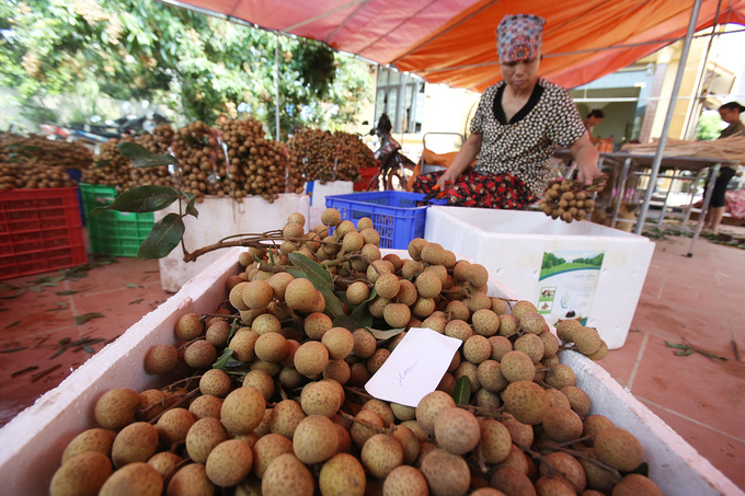 Người dân Hưng Yên vào mùa thu hoạch nhãn