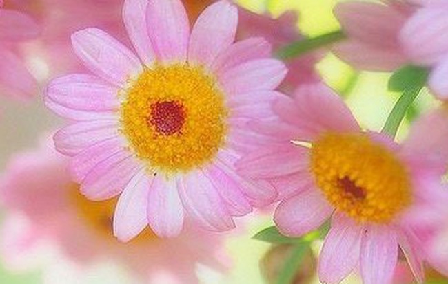 Thứ Ba của bạn (14/8): Kim Ngưu nên từ tốn trong mọi việc