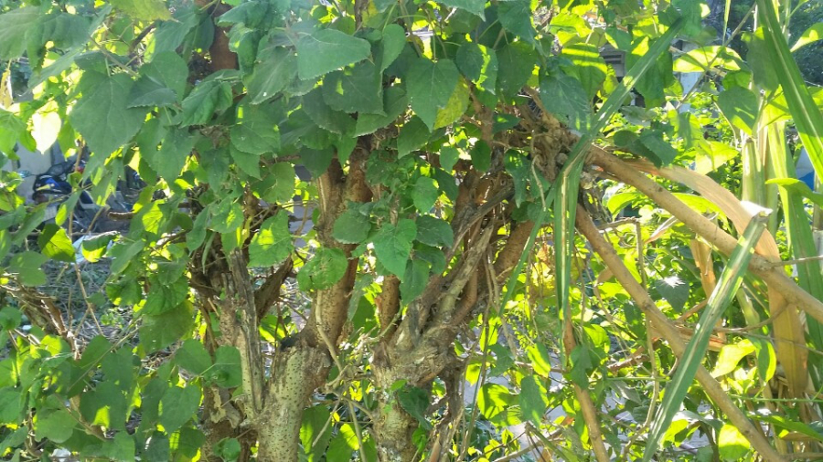 5 món bảo bối quen thuộc giúp bạn xua đuổi mọi vận hạn, tai ương trong tháng cô hồn