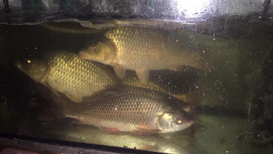 Mua từ chợ về nuôi để có cá sạch cho gia đình ăn cả tháng, chồng hô biến mâm cơm rặt cá chỉ sau một đêm