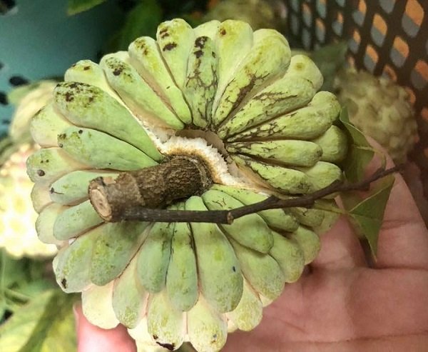 Hàng thất sủng bỗng thành của hiếm: Lùng mua khắp chợ Hà thành