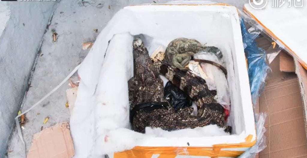 Đặt mua thực phẩm chức năng trên mạng, người phụ nữ nhận được một con cá sấu ship đến tận cửa nhà