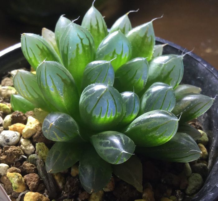 8 loại cây cảnh siêu nhỏ nhưng có hình dáng vô cùng ấn tượng khiến ai nhìn cũng muốn trồng