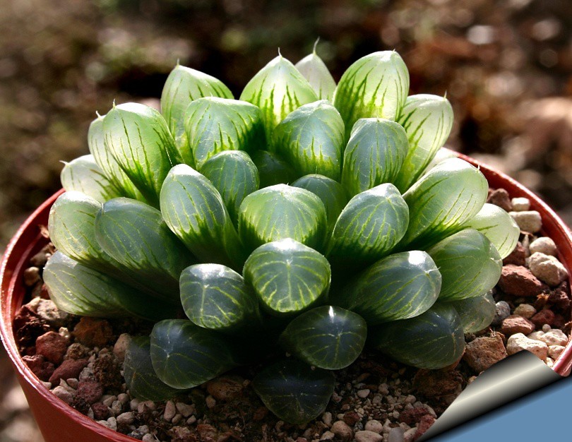 8 loại cây cảnh siêu nhỏ nhưng có hình dáng vô cùng ấn tượng khiến ai nhìn cũng muốn trồng