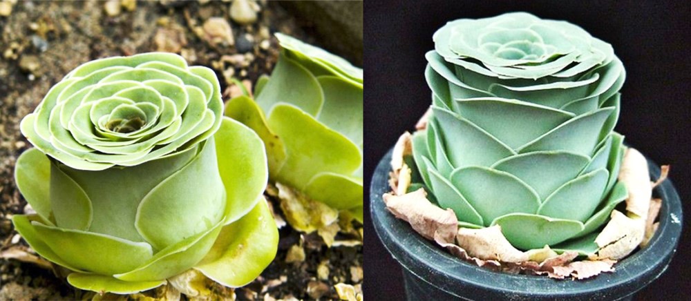 8 loại cây cảnh siêu nhỏ nhưng có hình dáng vô cùng ấn tượng khiến ai nhìn cũng muốn trồng