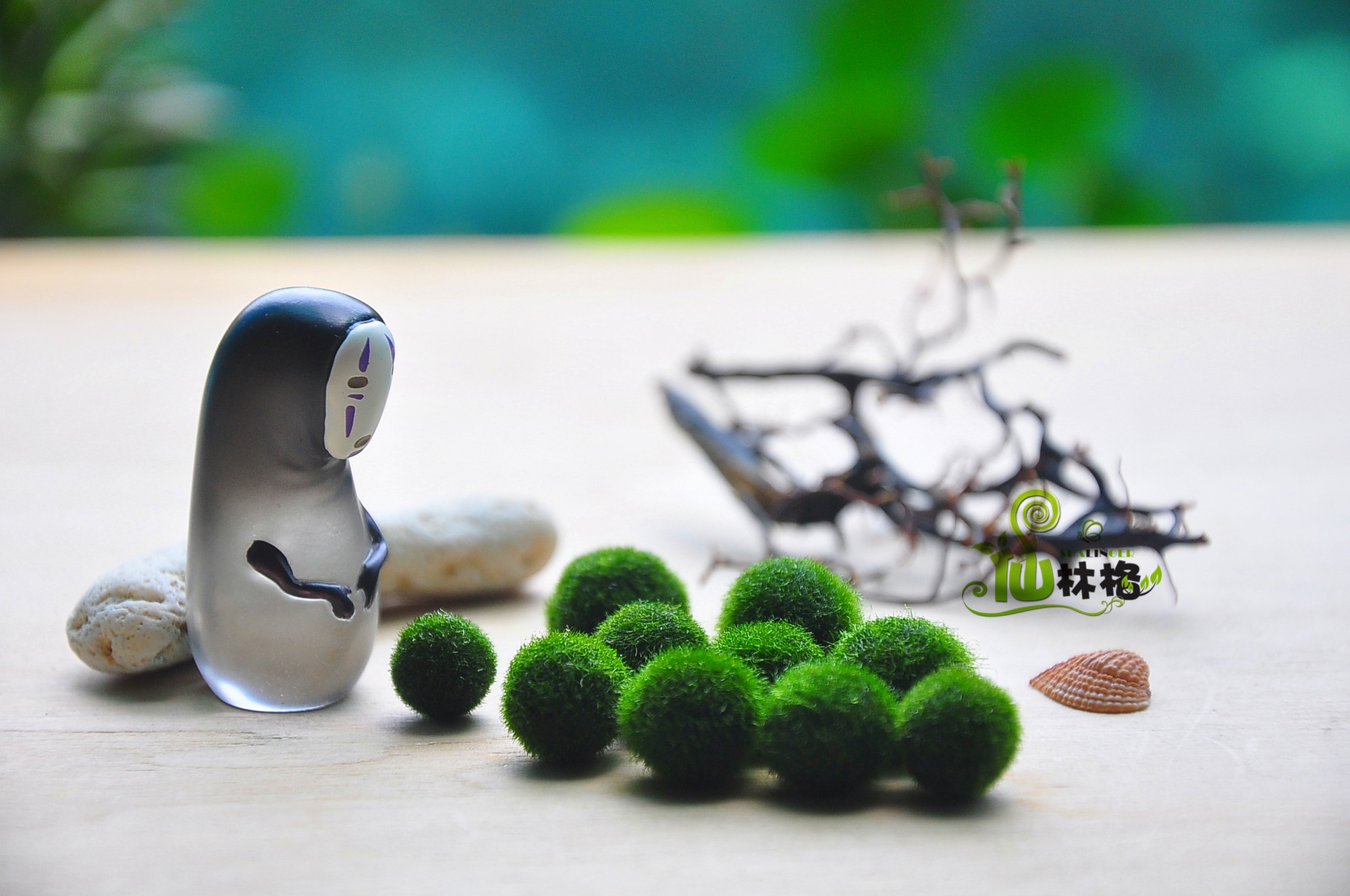 8 loại cây cảnh siêu nhỏ nhưng có hình dáng vô cùng ấn tượng khiến ai nhìn cũng muốn trồng