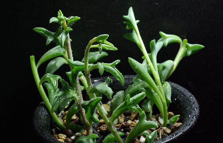 8 loại cây cảnh siêu nhỏ nhưng có hình dáng vô cùng ấn tượng khiến ai nhìn cũng muốn trồng