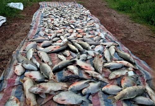 Cá chết hàng loạt gần khu vực bãi rác ở Hà Nội