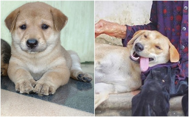 Cháu gái khoe ảnh ngoại thân thiết bên chú pet nhưng cộng đồng mạng chỉ cười ngất bởi dáng ngủ siêu lầy lội của chú chó cưng