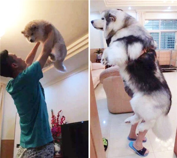 Cháu gái khoe ảnh ngoại thân thiết bên chú pet nhưng cộng đồng mạng chỉ cười ngất bởi dáng ngủ siêu lầy lội của chú chó cưng