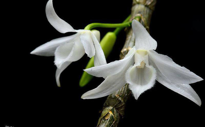 Giò lan đột biến gen giá 1,1 tỷ đồng gây sốt cộng đồng