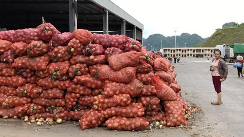 Mua hành tây, cà rốt Trung Quốc được bao giấy tờ chứng minh đồ Đà Lạt