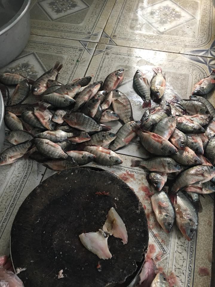 Nàng Tấm phiên bản 2018: Đang ốm lả người vẫn bị mẹ chồng bắt lọc mấy chục cân cá rô phi mới được nghỉ