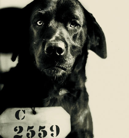 Sự thực chuyện chó lĩnh án tù chung thân vì giết kẻ khó tin