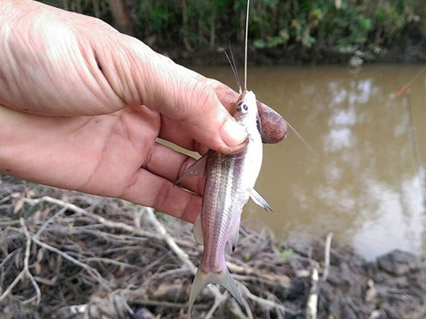 Nàng dâu ăn riêng vẫn chê mẹ chồng keo, cả ngày ăn 3 con cá bằng ngón tay, nhưng cách xưng hô của cô ấy mới đáng chú ý