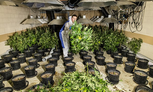 Anh cảnh báo hàng nghìn trẻ em Việt Nam làm nô lệ trong các trại cần sa