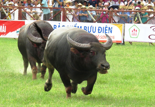 Lần thứ hai Bộ Văn hóa bác đề xuất bán vé hội chọi trâu Đồ Sơn
