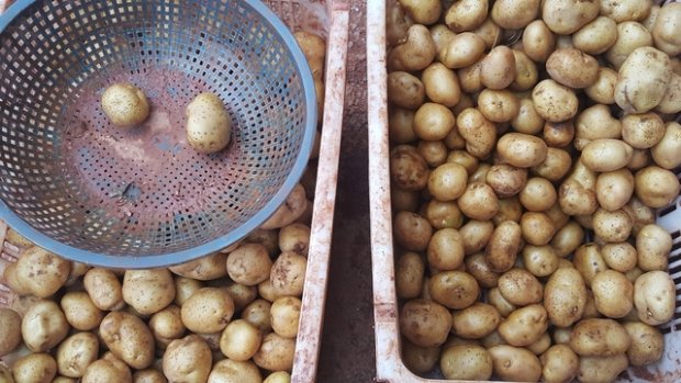 Lật tẩy mánh khóe của chủ cơ sở nông sản phù phép khoai Tây Trung Quốc thành khoai tây Đà Lạt