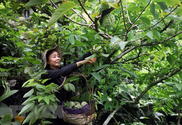 Lạng Sơn được mùa na, sản lượng ước đạt hơn 30.000 tấn