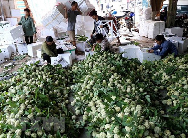 Lạng Sơn được mùa na, sản lượng ước đạt hơn 30.000 tấn