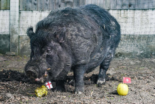 Lợn dự đoán sai kết quả World Cup được đưa đi trốn vì bị dọa giết