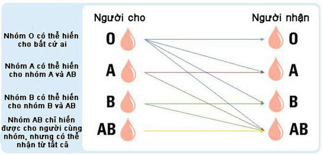 Đột phá cứu mạng hàng triệu người: Các nhà khoa học chuyển hiệu quả máu nhóm A,B thành nhóm O, có thể truyền cho bất kỳ ai