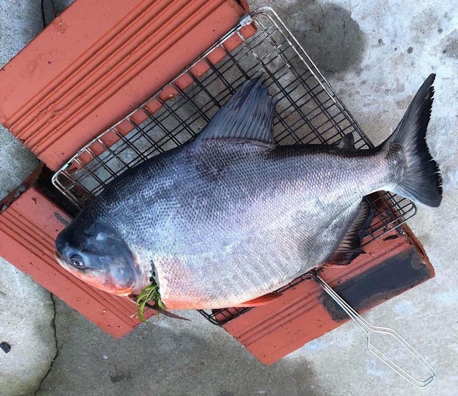 Gái đảm trổ tài nướng cá, tưởng đãi cả nhà bữa ngon, ai dè dân mạng lại vui miệng đặt tên mỹ nhân ngư bóng đêm