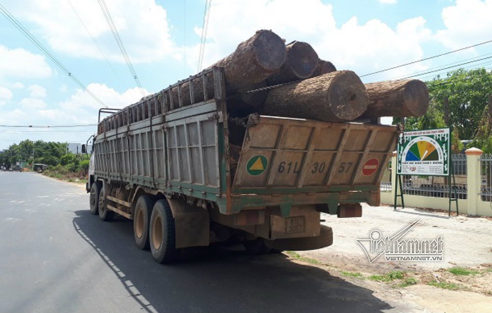 Hạt trưởng kiểm lâm bị bắt, Chi cục trưởng vội trả gỗ...không giấy tờ