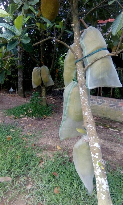 Phát sốt với quả mít hơn 40 kg, mỗi múi nặng 2 lạng