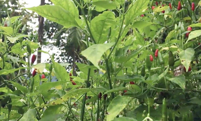 Đặc sản chim ỉa sạch 100% nổi danh đất Quảng Ngãi khó mua hơn vàng