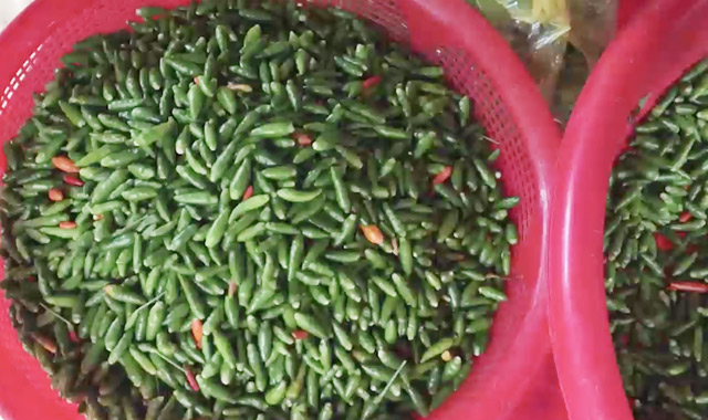 Đặc sản chim ỉa sạch 100% nổi danh đất Quảng Ngãi khó mua hơn vàng Đặc sản chim ỉa sạch 100% nổi danh đất Quảng Ngãi khó mua hơn vàng