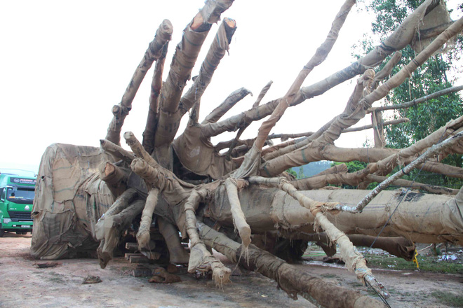 Bất ngờ với hình ảnh ba cây quái thú bị tạm giữ ở Huế sau 5 tháng