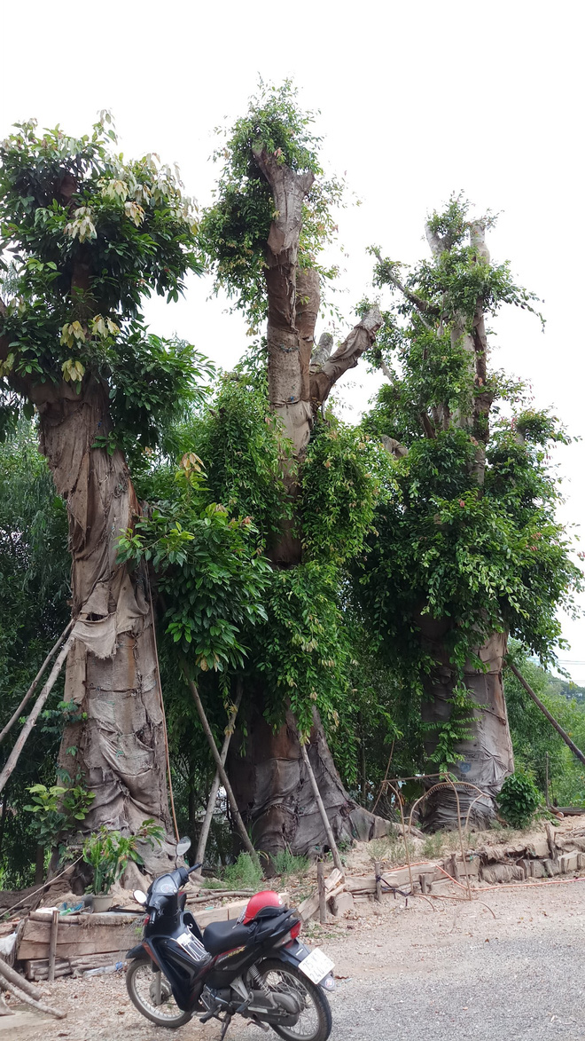 Bất ngờ với hình ảnh ba cây quái thú bị tạm giữ ở Huế sau 5 tháng