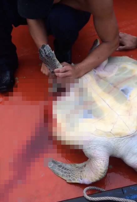 Cộng đồng lên án mạnh mẽ những đoạn clip ngư dân quay cảnh hành hạ, cưỡi rùa biển rồi giết hại tàn nhẫn