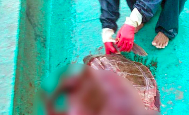 Cộng đồng lên án mạnh mẽ những đoạn clip ngư dân quay cảnh hành hạ, cưỡi rùa biển rồi giết hại tàn nhẫn