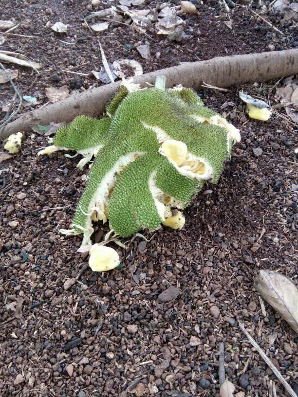 Chăm bẵm mấy năm mới bói 1 quả, cô nàng bổ ra thì rặt những xơ, dân mạng còn trêu: Mít lười tập gym nên không có múi!