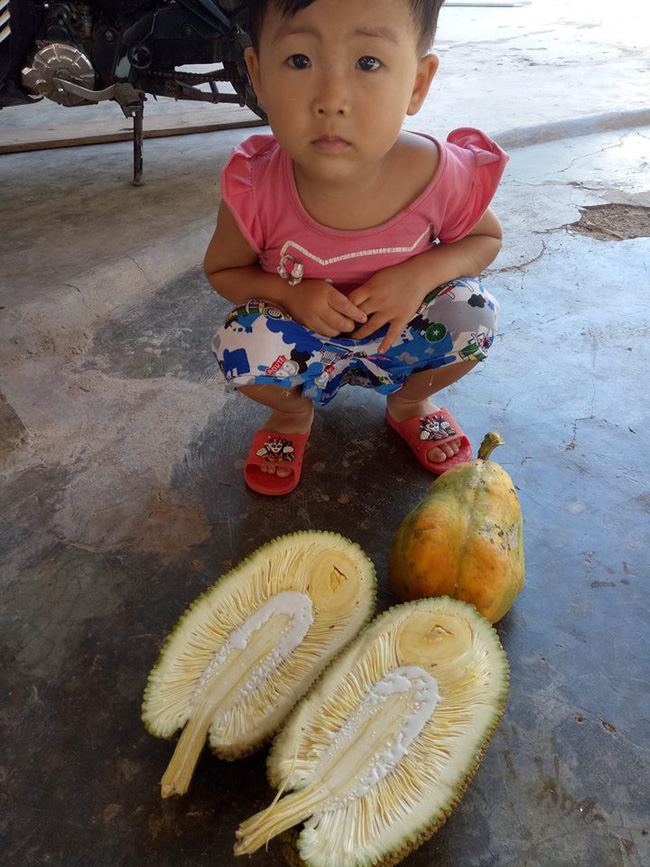 Chăm bẵm mấy năm mới bói 1 quả, cô nàng bổ ra thì rặt những xơ, dân mạng còn trêu: Mít lười tập gym nên không có múi!