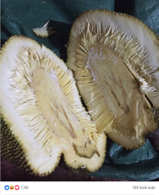 Chăm bẵm mấy năm mới bói 1 quả, cô nàng bổ ra thì rặt những xơ, dân mạng còn trêu: Mít lười tập gym nên không có múi!