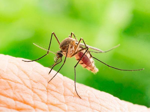 Sắc lệnh cấm ... muỗi