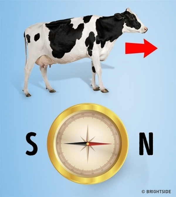 9 bí ẩn về thế giới khiến các nhà khoa học bó tay