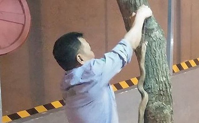 Chuyên gia lý giải nguyên nhân rắn thi nhau xuất hiện ở khu đô thị Linh Đàm