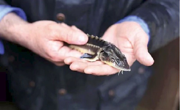 Hạt ngọc trai của biển cả: Món ăn xa xỉ chỉ dành cho giới đại gia