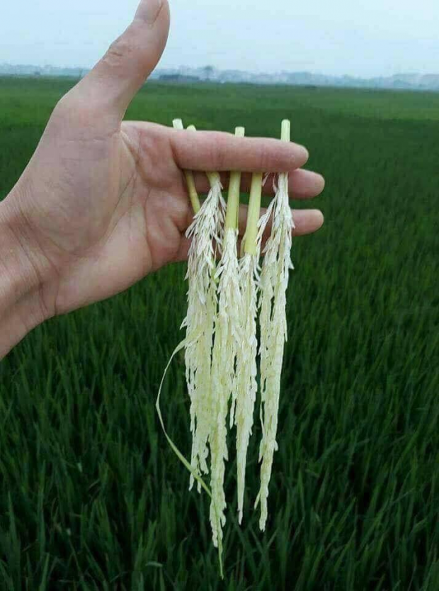 Không smartphone, không trà sữa, đây mới là những thứ làm nên tuổi thơ dữ dội của thế hệ 9X