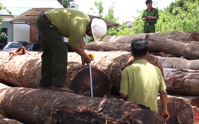 Khởi tố Hạt trưởng kiểm lâm tiếp tay cho trùm gỗ lậu Phượng râu